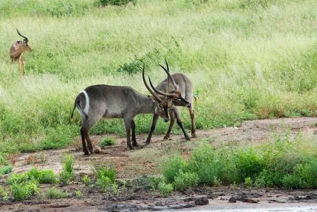 Satara_Kruger_Alistair_daynes_2753.jpg