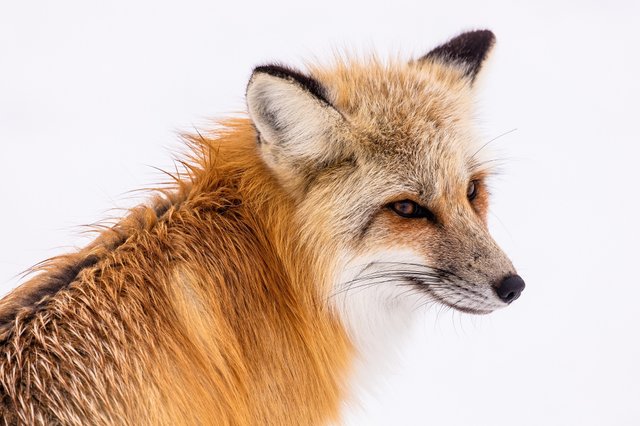 red-fox-2230731.jpg