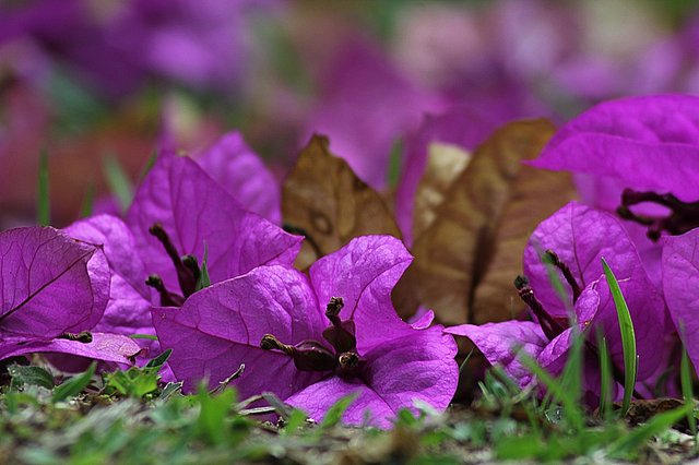 bougainvillea-178708_960_720.jpg