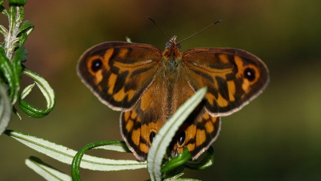 Nymphalidae Heteronympha merope BY Tas 3.jpg