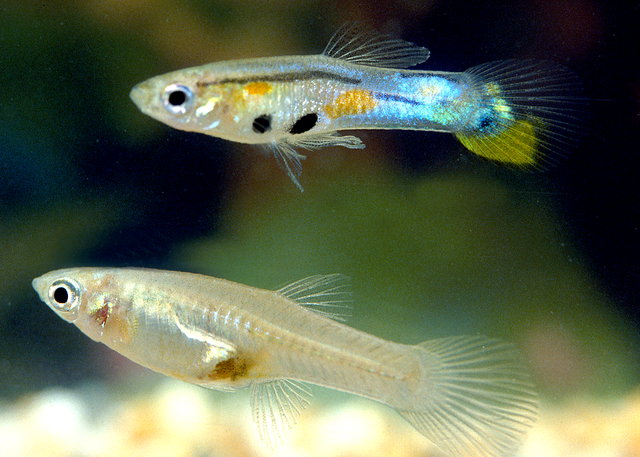 640px-Trinidadian_guppy_(Poecilia_reticulata)_male_and_female.png