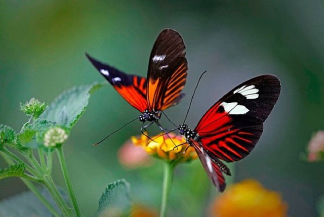 Couple-of-butterflys-600x402.jpg