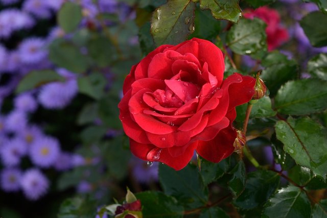 rose-3277639_960_720.jpg