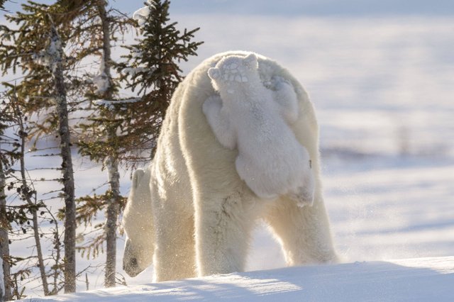 love in animals.jpg