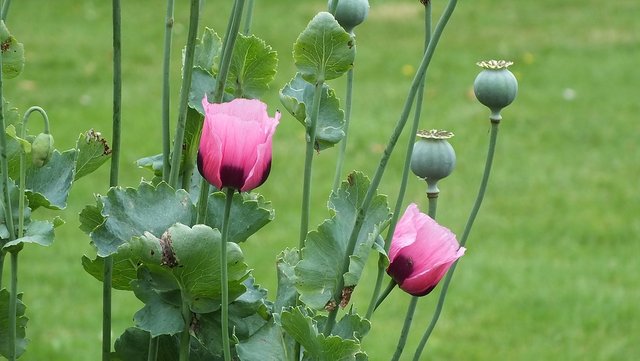 Pestle-Flower-Poppy-Spring-Garden-Poppies-2380441.jpg