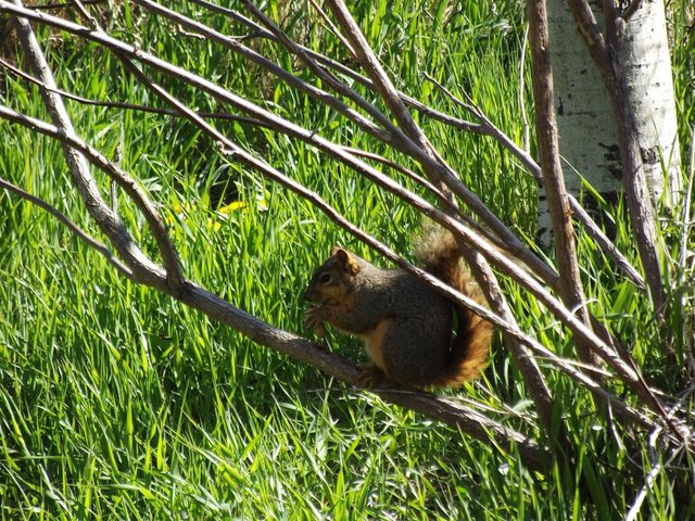 peanut the squirrel, friends, jeronimorubio, daily pet photography (1).jpg