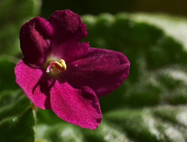 African Violet cherry 1.jpg