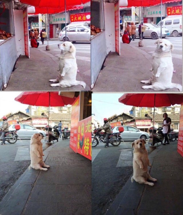 This-doggo-watching-the-chickens-roast-is-amazing.jpg