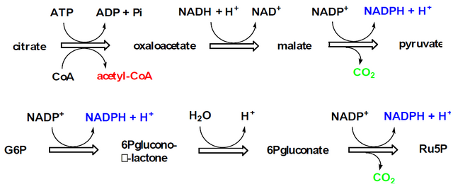 NADPH-CO2-release.PNG