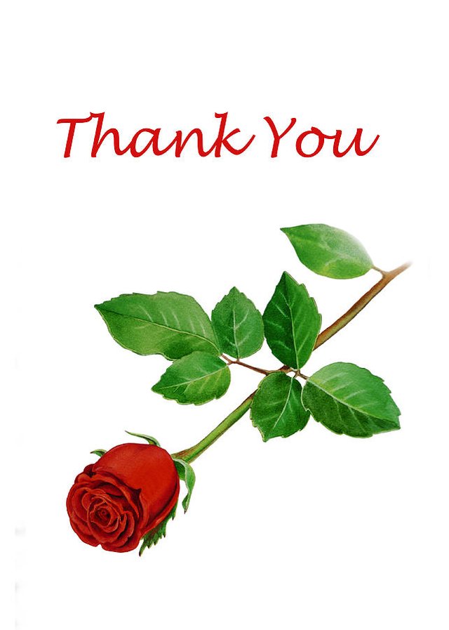 red-rose-thank-you-card-irina-sztukowski.jpg