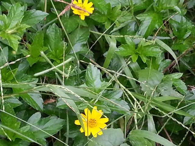 wild flower6.jpg