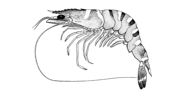 Udang-Tiger.png