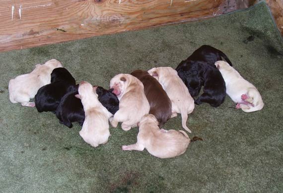 labrador-puppies02062018aksjfgya.jpg