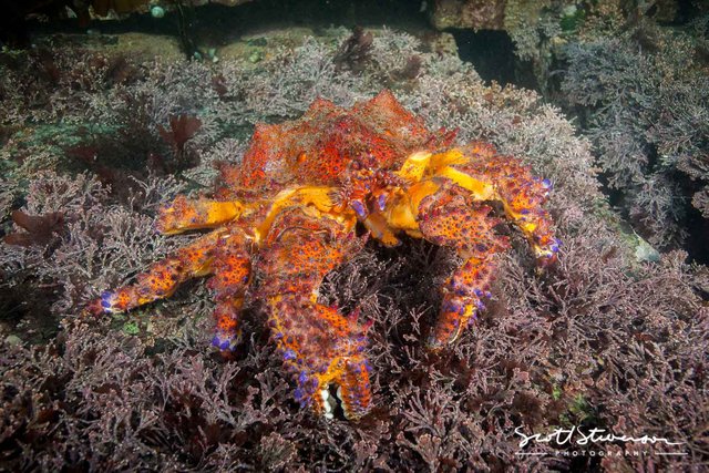 Puget Sound King Crab-11.jpg