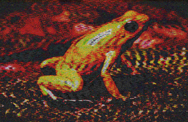 frog.png