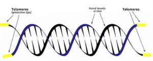 Telomeres-DNA-600x420.jpg