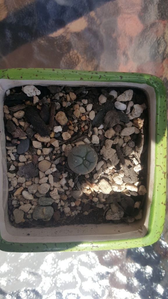 My little Peyote plant 2.jpg