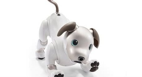 aibo-457.jpg