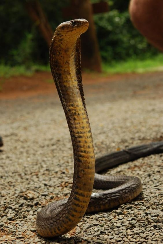 Indian cobra - Wikipedia