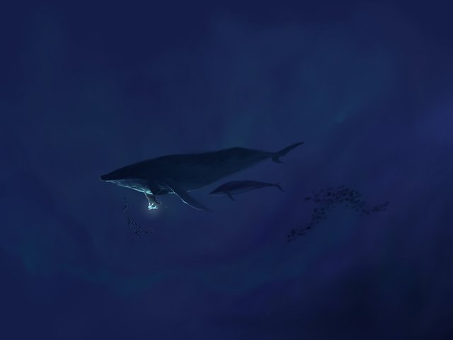 Whale_o.jpg
