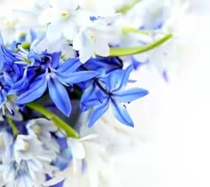 beautiful_blue_flowers_04_hd_pictures_166917.jpg