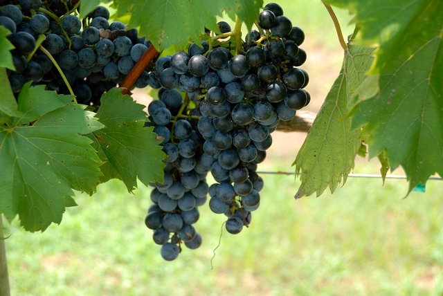 grapes-1583608_960_720.jpg