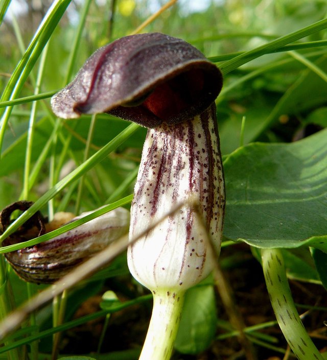 arisarum simorrhinum 4.jpg