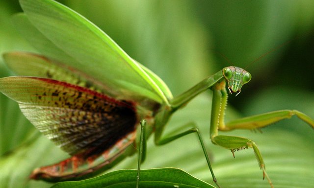 praying-mantis.jpg