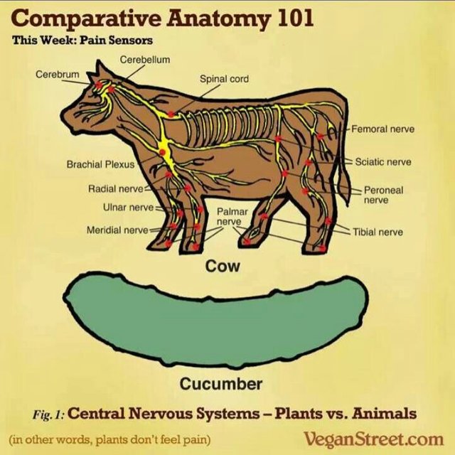 ANATOMY 101.jpg