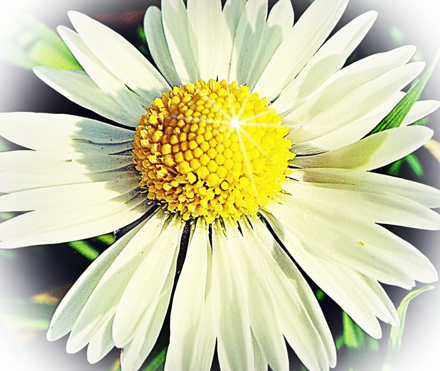 jewel in the daisy.JPG