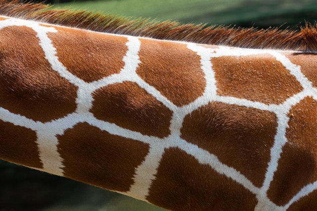 Giraffe Neck.jpg