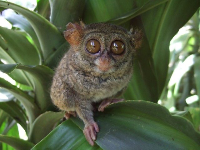 Tarsius_tarsier_Tandurusa_zoo-800x600.jpg