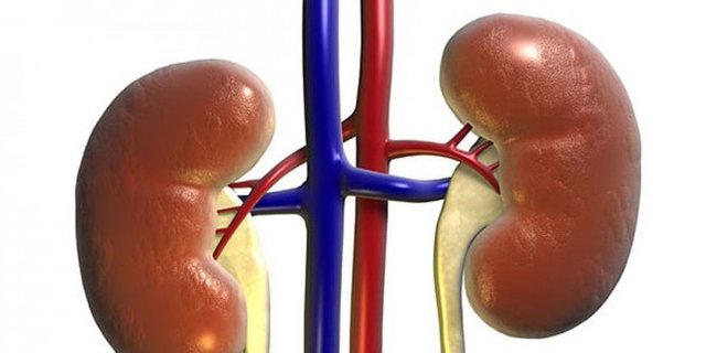 kidney-660x330.jpg