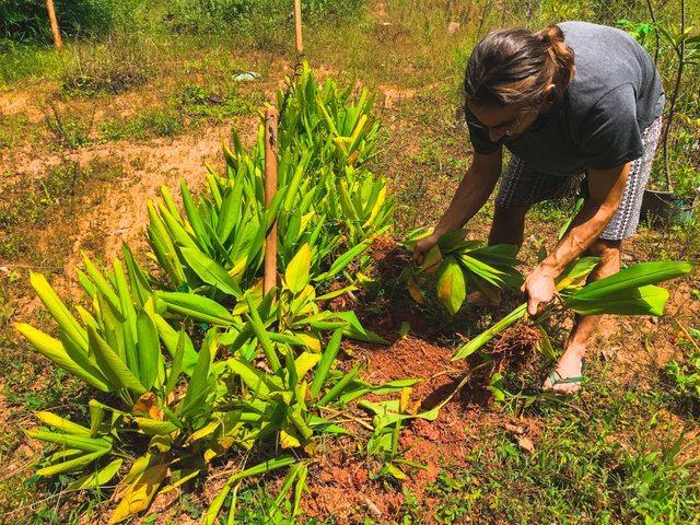 Açafrão-da-terra (Curcuma) 🧡 Fácil de cultivar / Saboroso / Saudável 🇧🇷  — Steemit