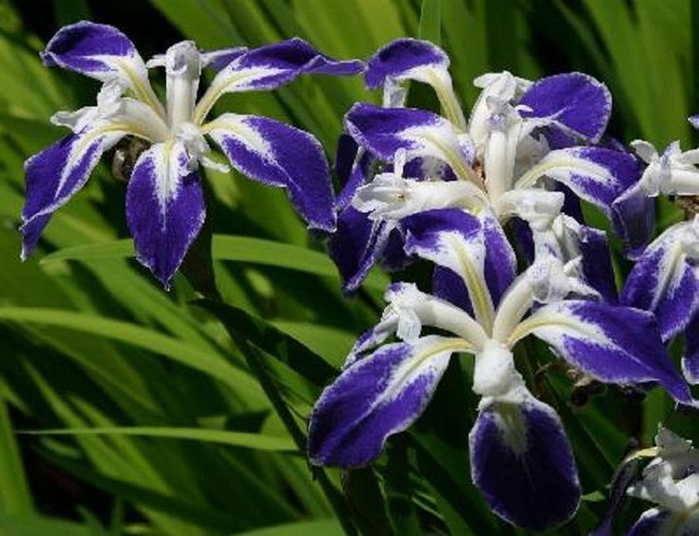 FLOR DE LA PLATA IRIS LAEVIGATA.jpg