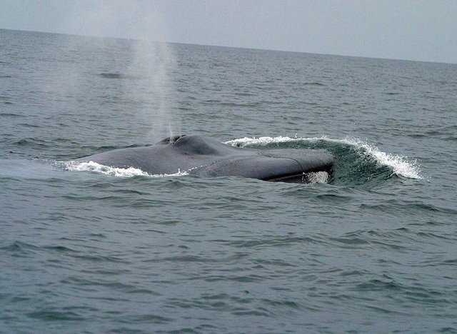 1. Blue Whale.jpg