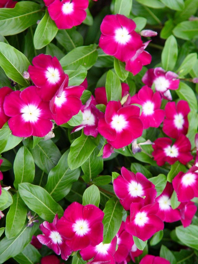 flowers-that-take-full-sun-within-for-a-gravesite-on-mother-s-day-pennlive-com-remodel-hot-annual-and-heat-bedding.jpg