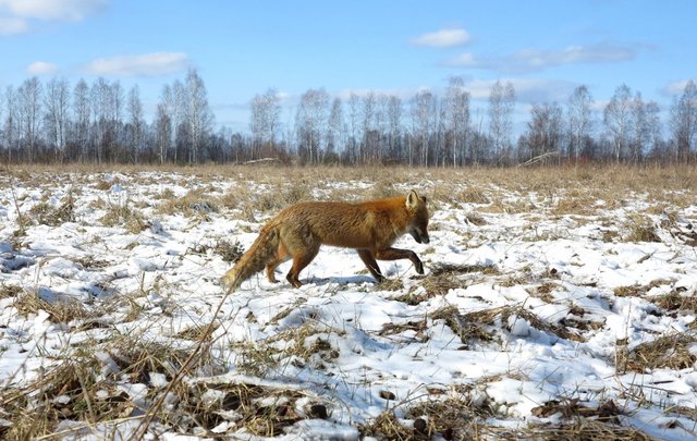 there-are-even-foxes-walking-around.jpg