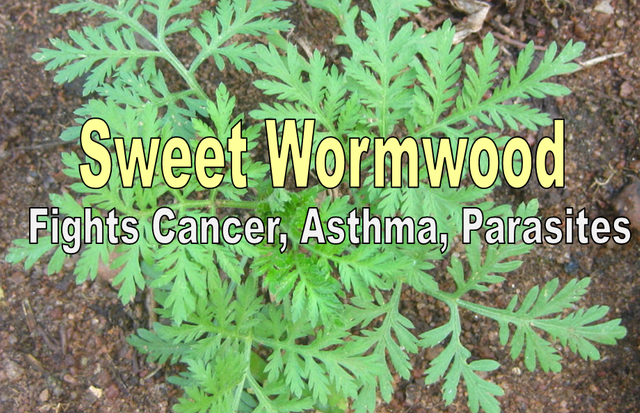 sweet-wormwood-benefits.png