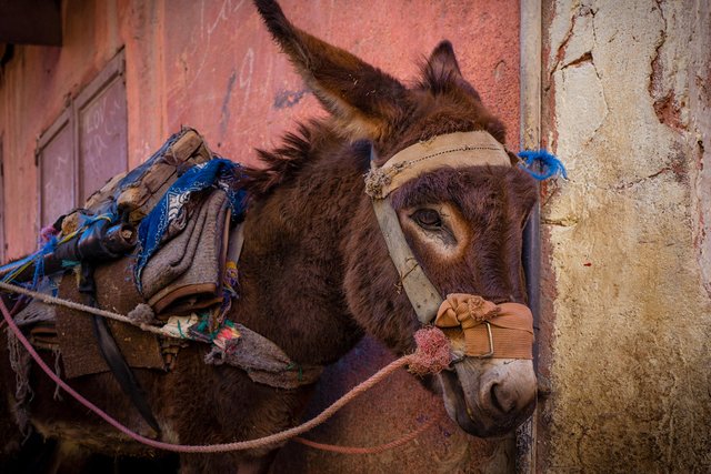 esel-marrakech.jpg