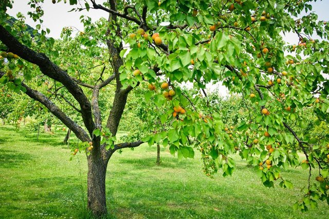 photodune-3804092-apricot-trees-s.jpg