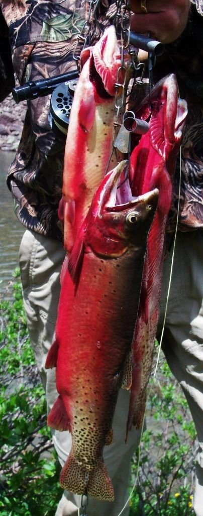 CutthroatTrout5.jpg