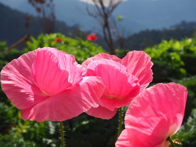 pink flower.jpg