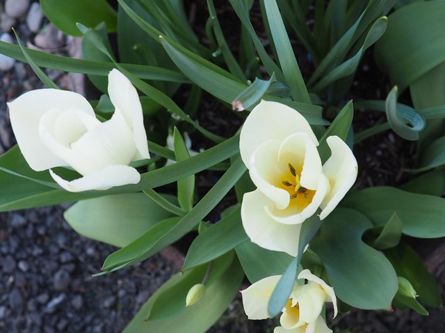 P1010516.JPG