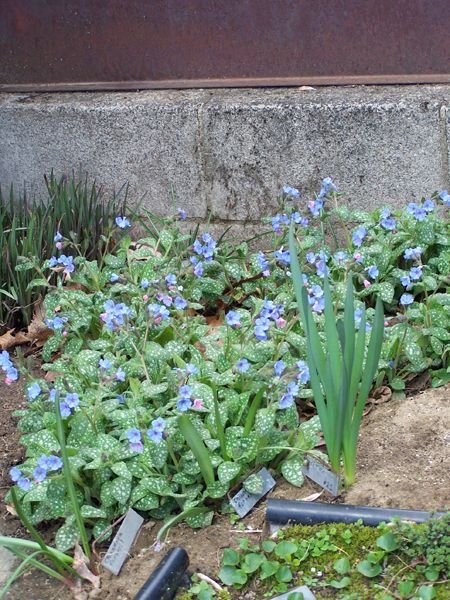 East - lungwort crop April 2018.jpg