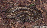 African Rock Python.jpeg