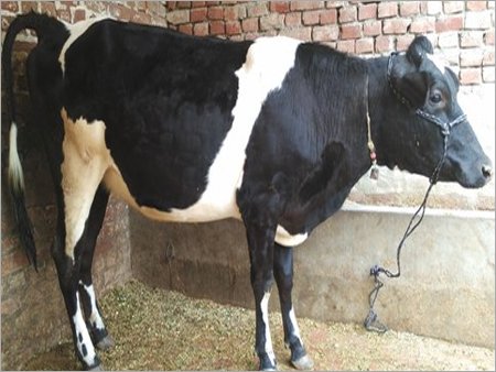 Pregnant-Cow-Supplier.jpg