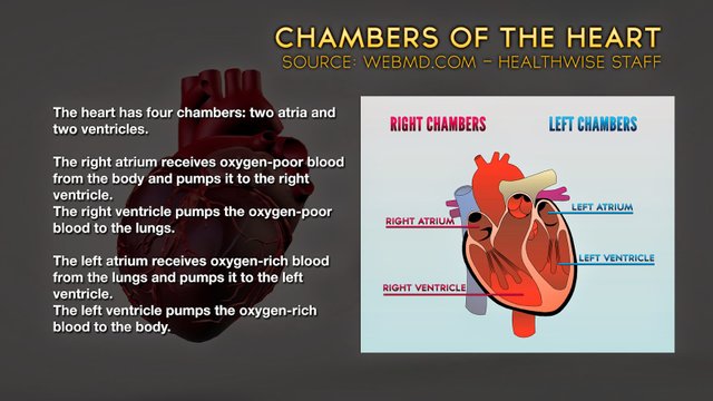 Chambers-of-the-Heart.jpg