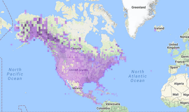 Myrtle Yellow-Rumped Warbler Range Map.PNG