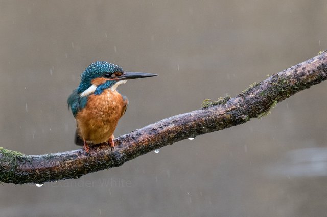 Kingfisher.JPG